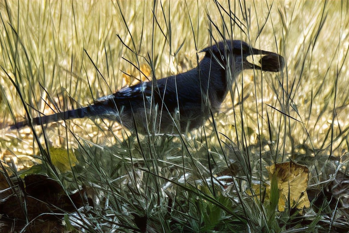 Blue Jay - ML643225097