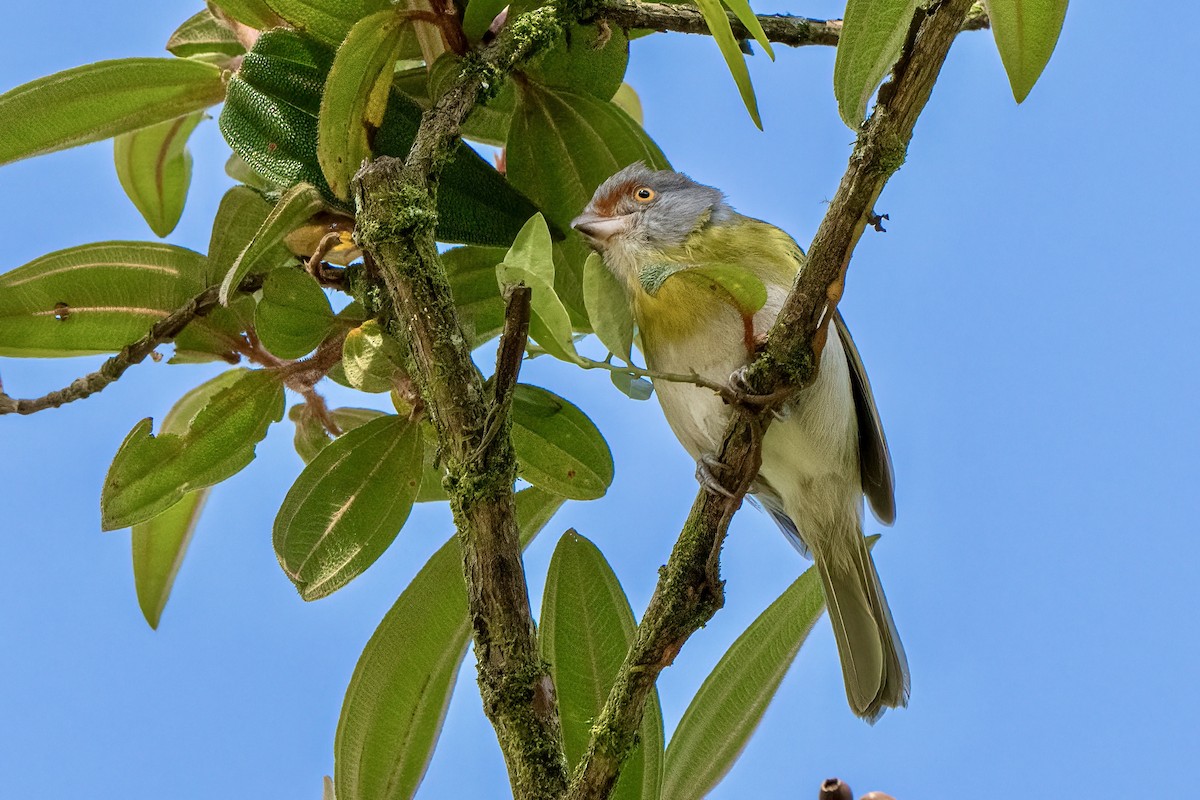 Rufous-browed Peppershrike - ML643225101