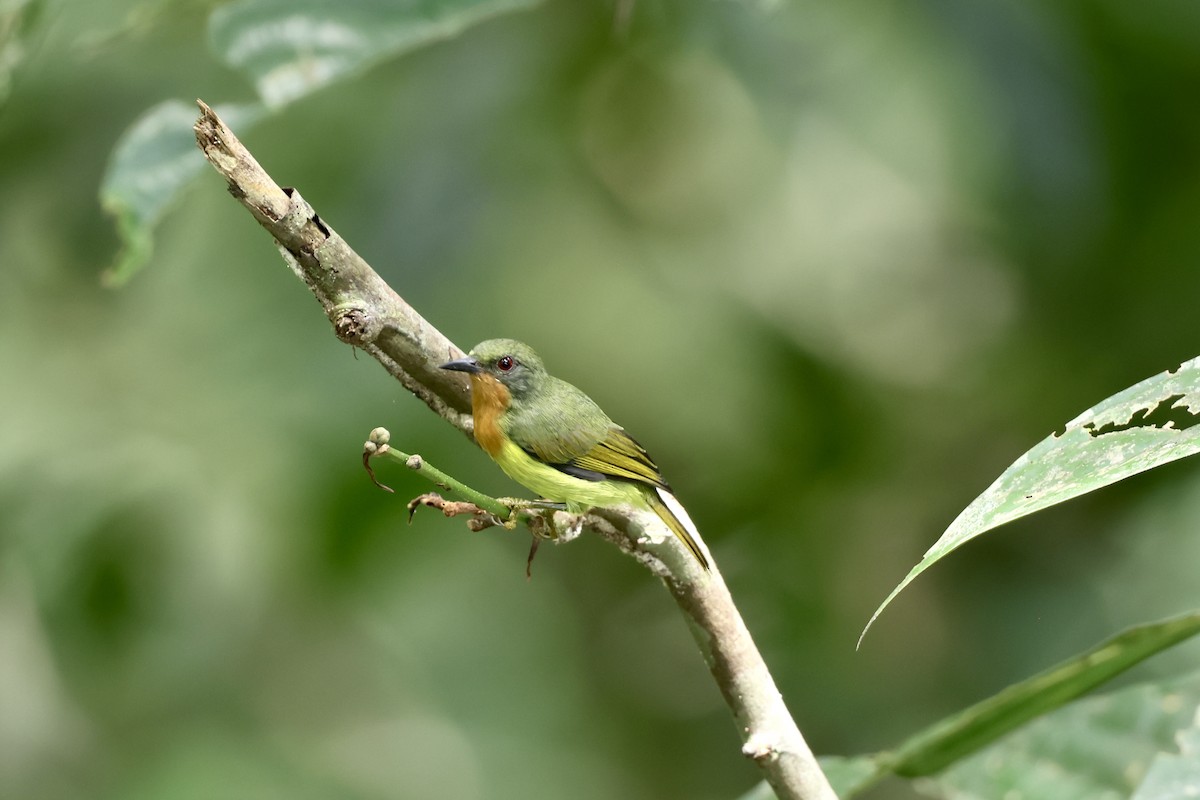 Ruby-cheeked Sunbird - ML643225103