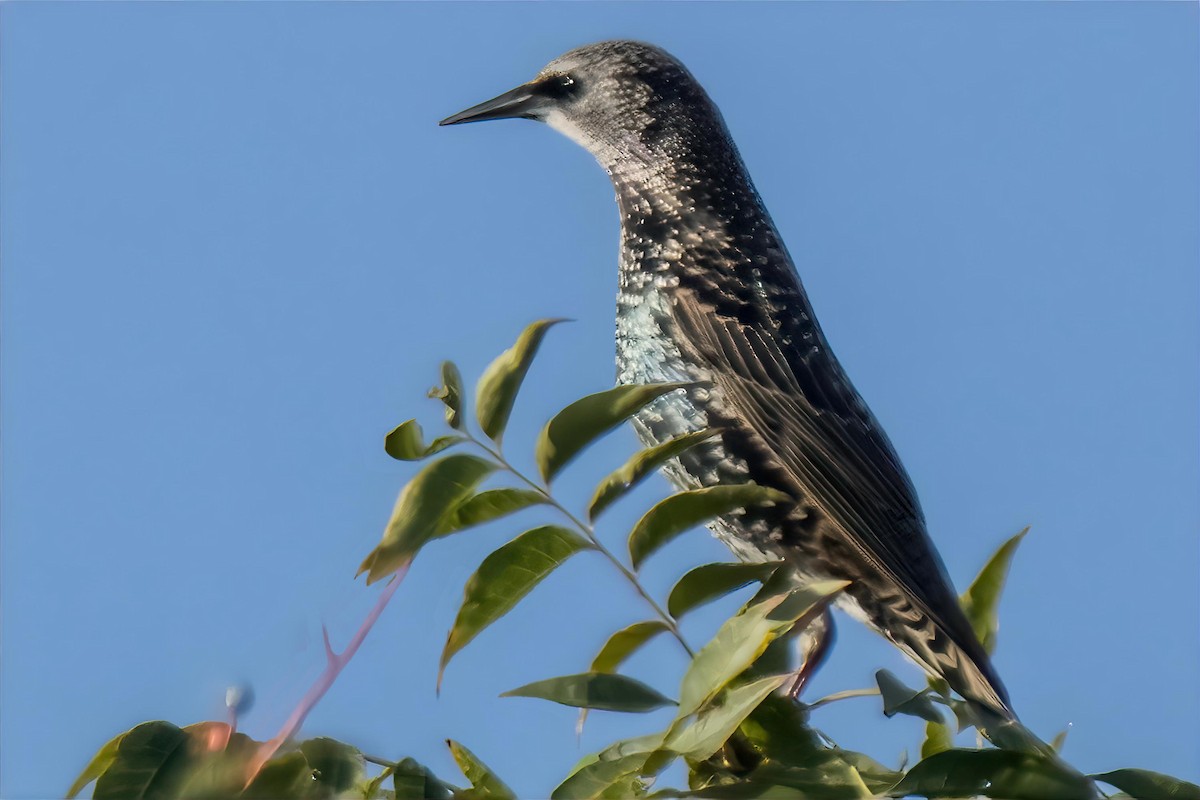 זרזיר מצוי - ML643225104