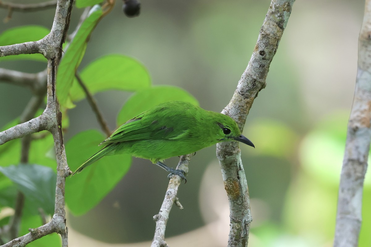 Lesser Green Leafbird - ML643225109