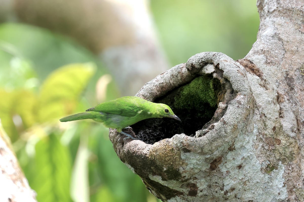 Lesser Green Leafbird - ML643225117