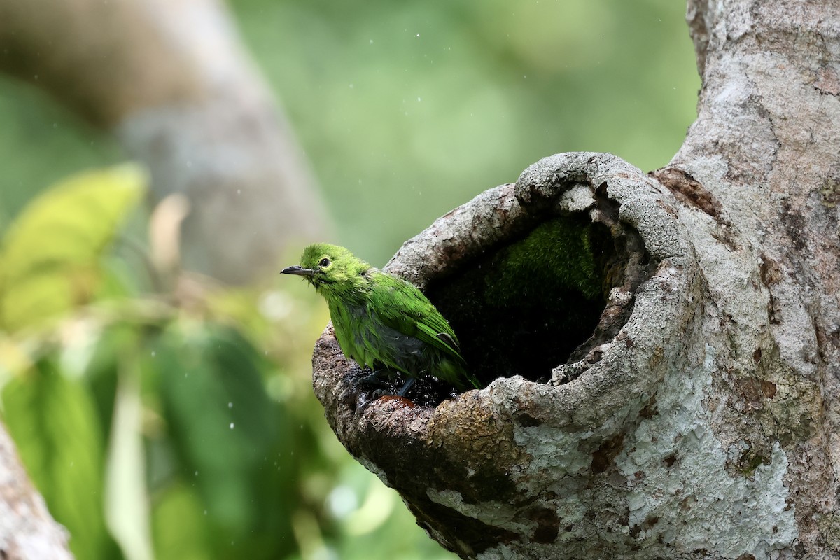 Lesser Green Leafbird - ML643225118