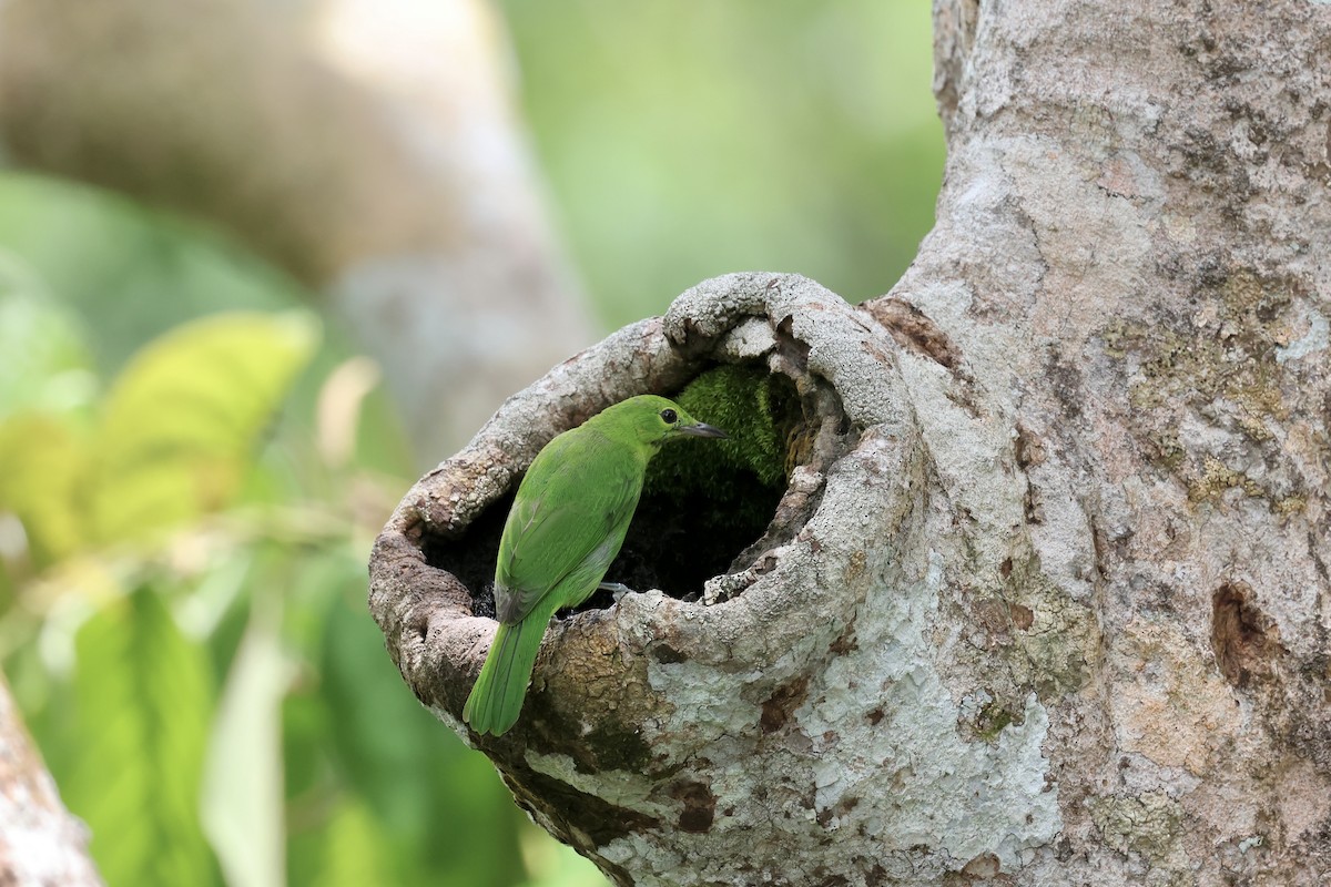 Lesser Green Leafbird - ML643225119