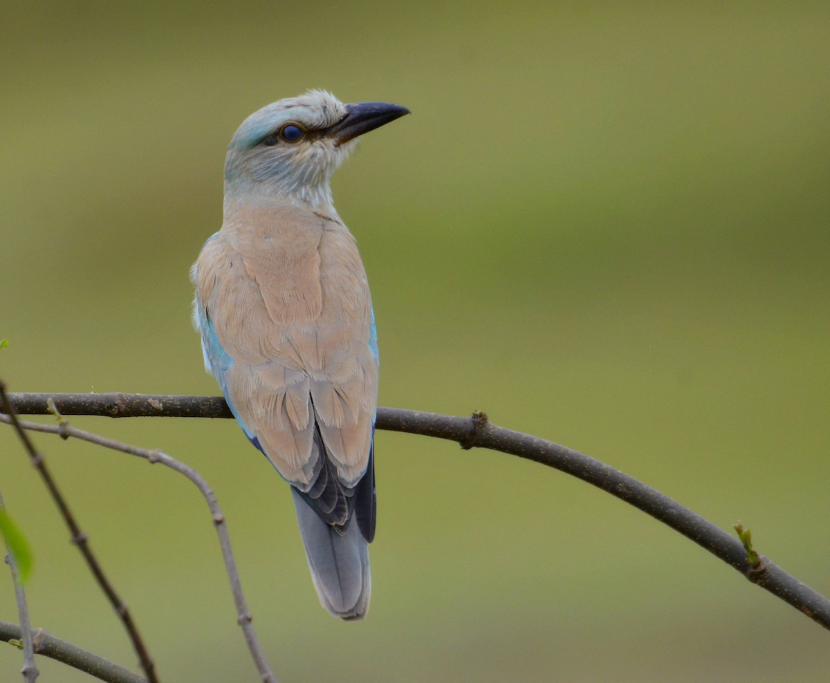 European Roller - ML643225127