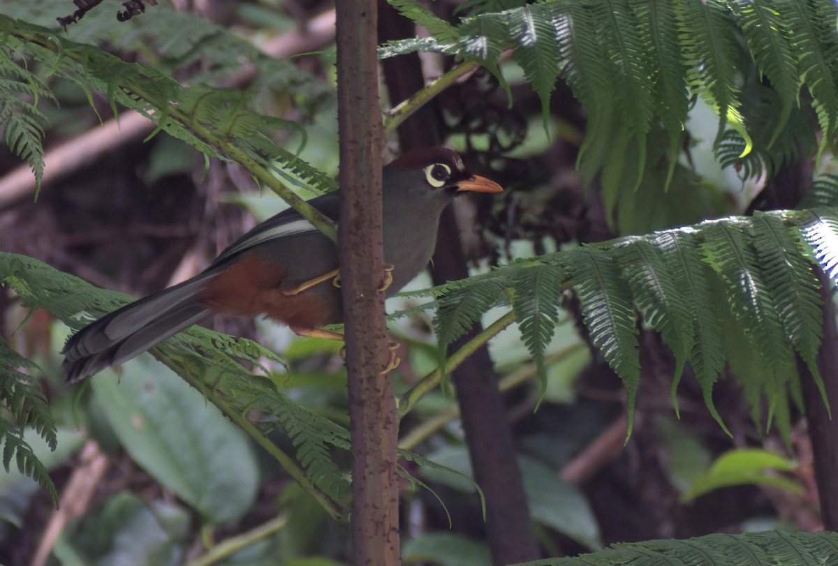 Chestnut-capped Laughingthrush - ML643225153