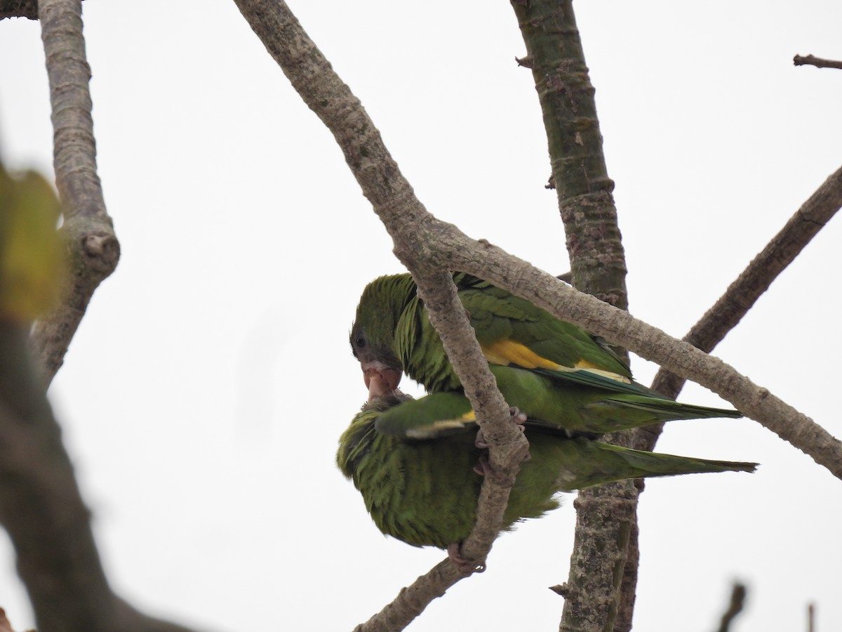 White-winged Parakeet - ML643225160