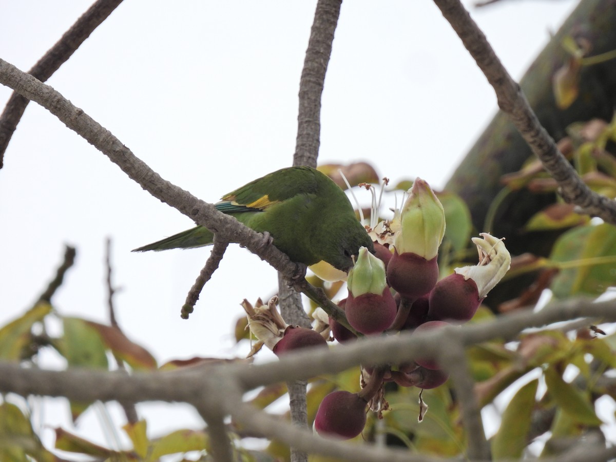 White-winged Parakeet - ML643225161