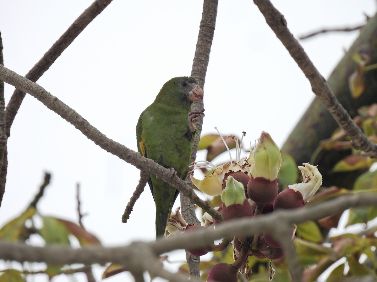 White-winged Parakeet - ML643225162