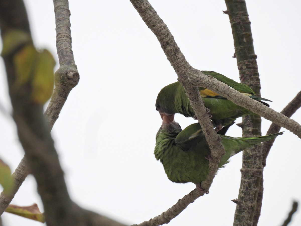 White-winged Parakeet - ML643225164