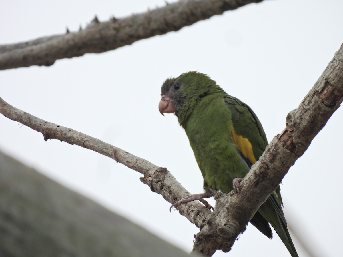 White-winged Parakeet - ML643225165