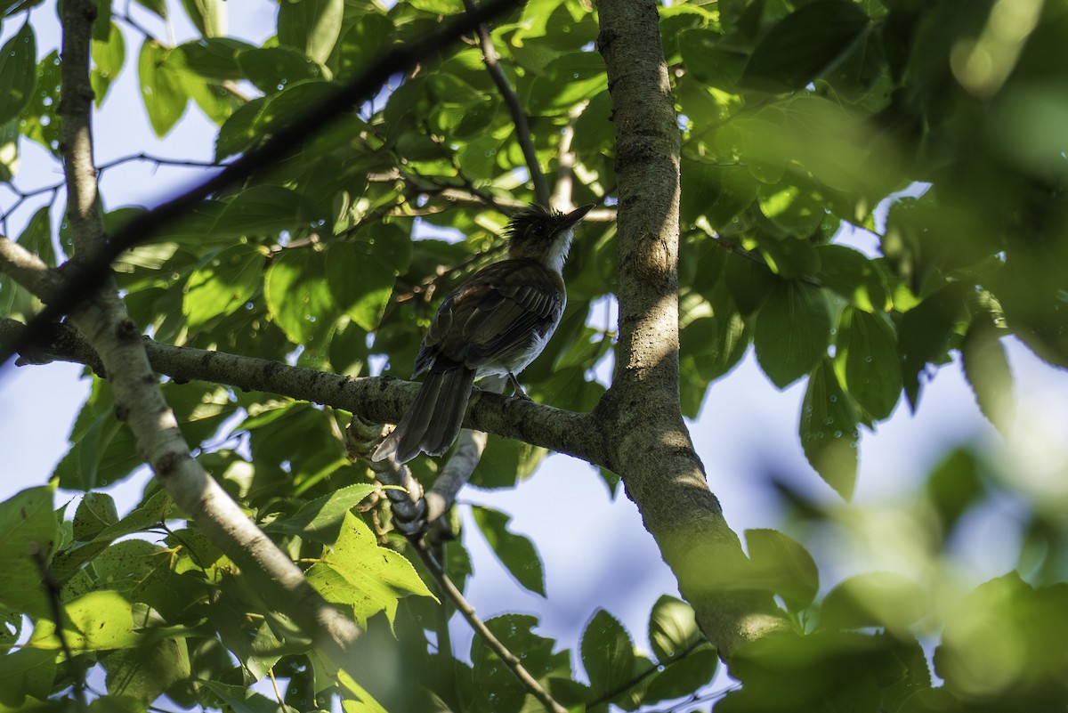 Chestnut Bulbul - ML643225182