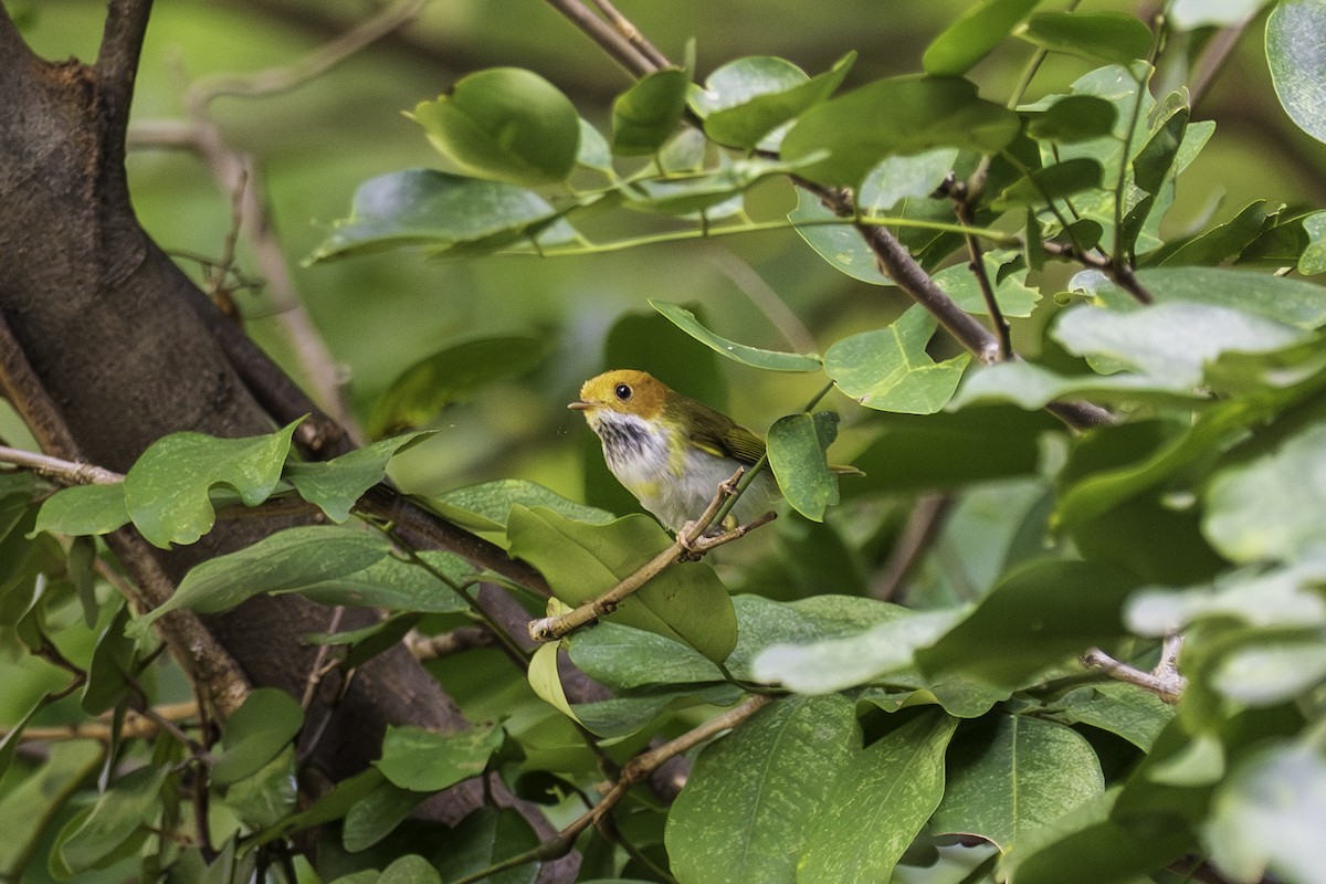 Rufous-faced Warbler - ML643225189