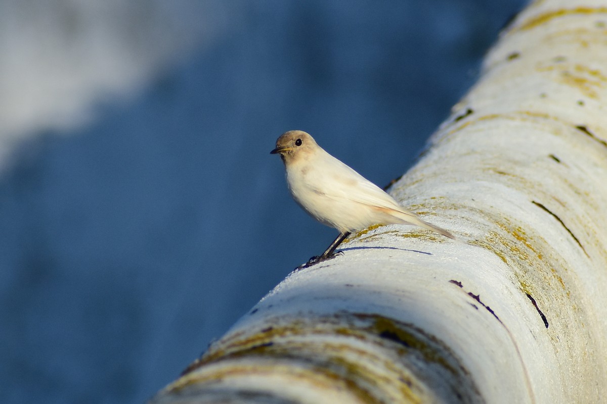 eBird Checklist - 10 Oct 2025 - Quinta da Regateira - 35 species