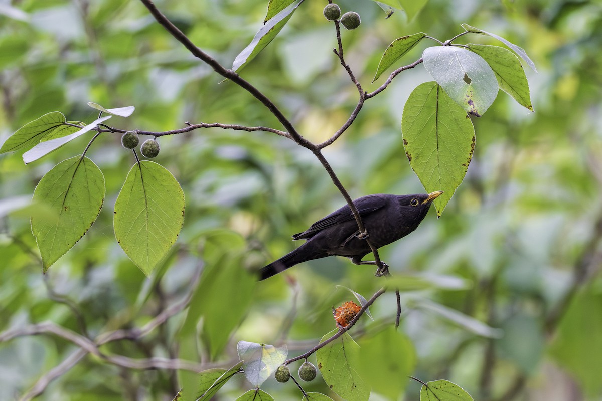 Chinese Blackbird - ML643225200