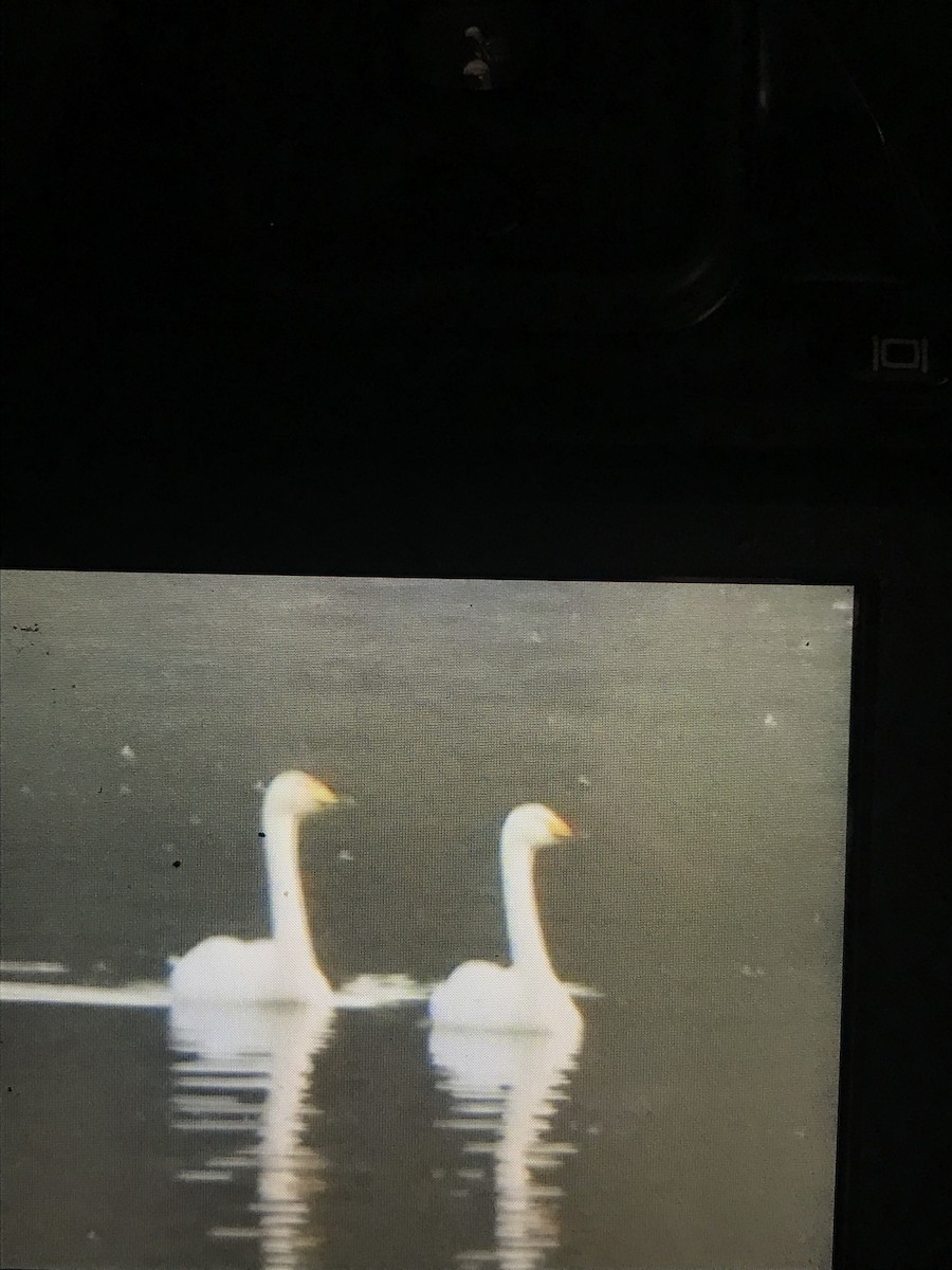 Whooper Swan - ML643225201