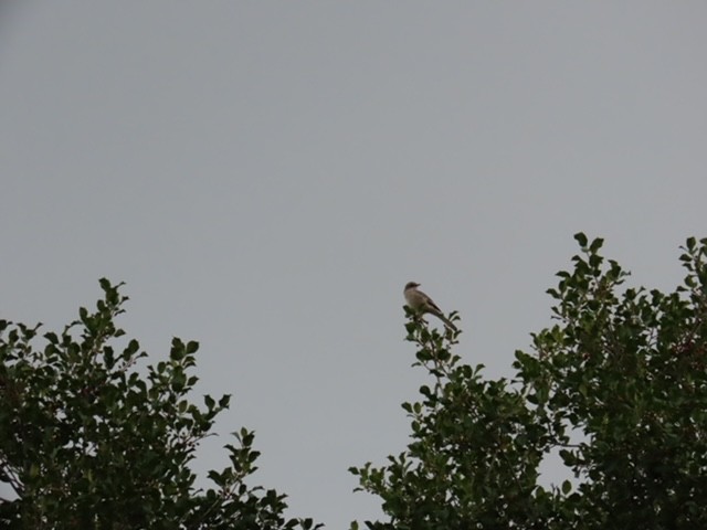 Northern Mockingbird - ML643225208