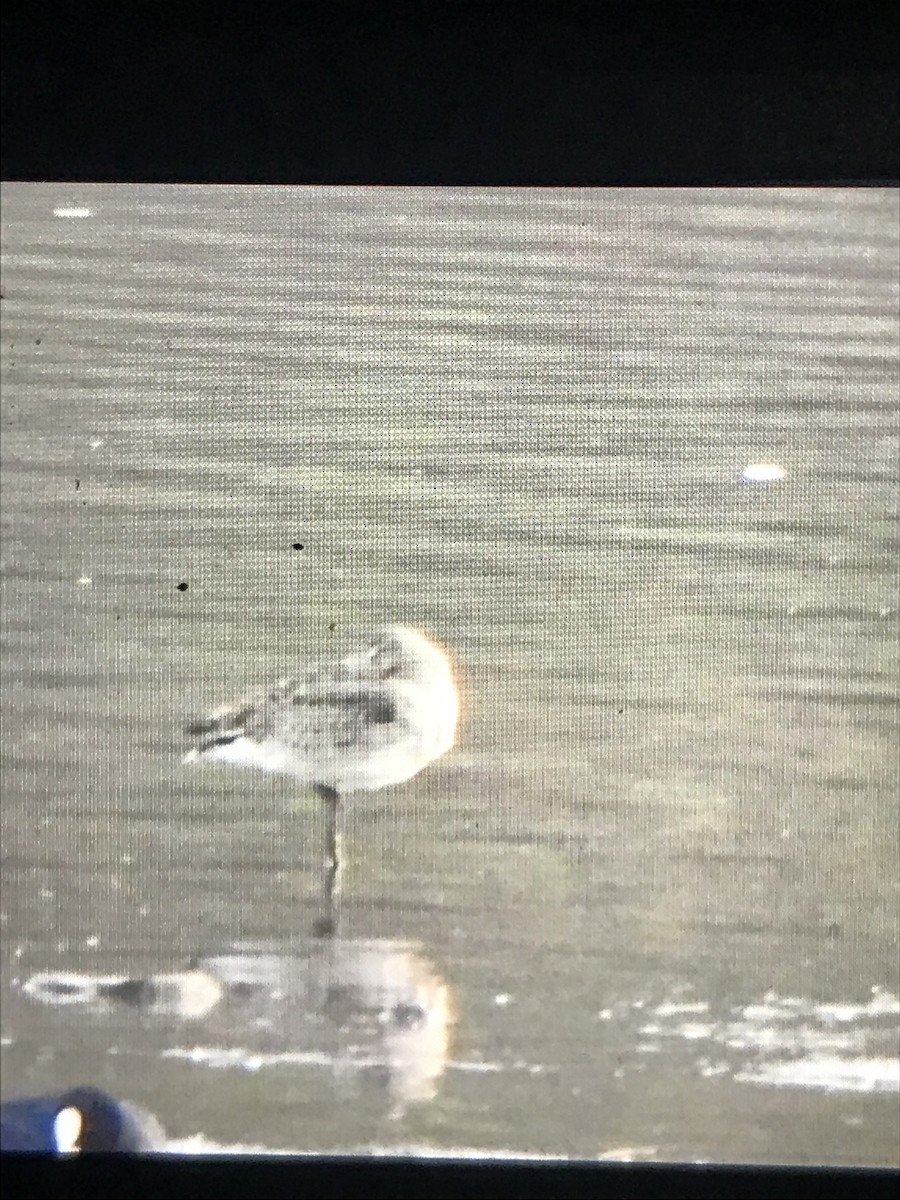 Black-tailed Godwit - ML643225214