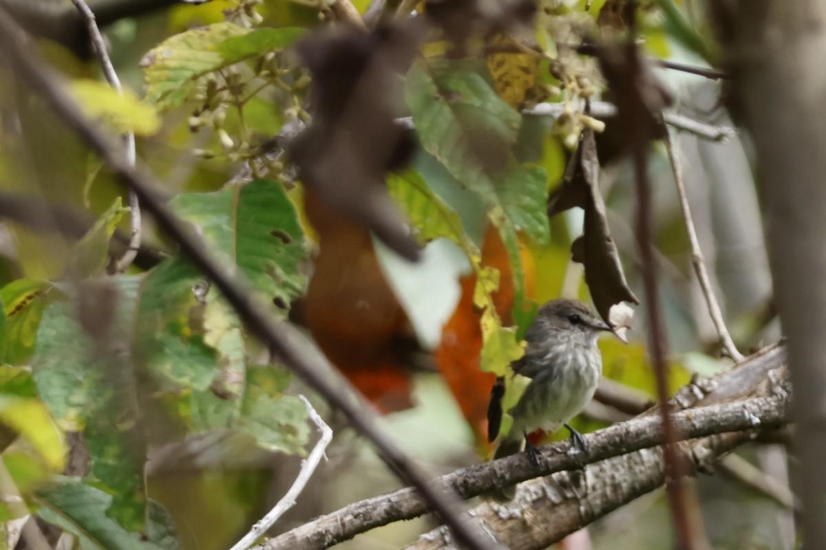 Mouse-gray Flycatcher - ML643225221