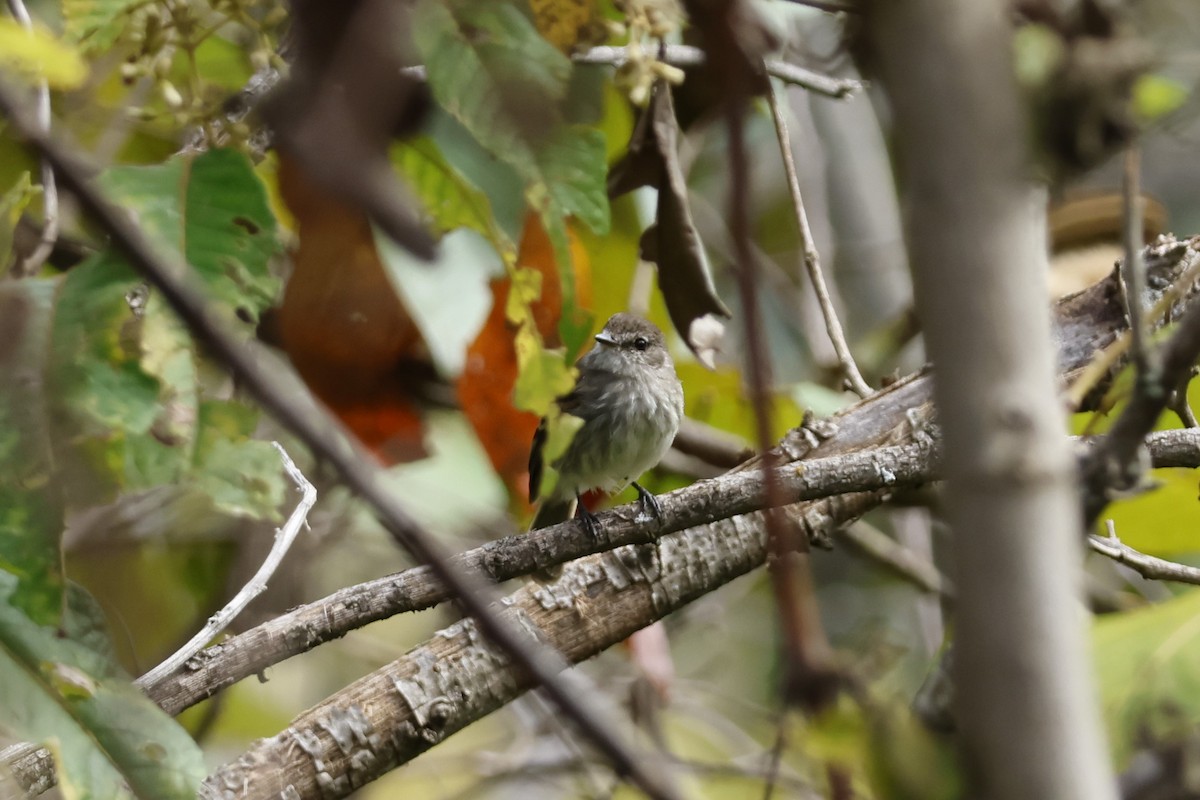 Mouse-gray Flycatcher - ML643225222