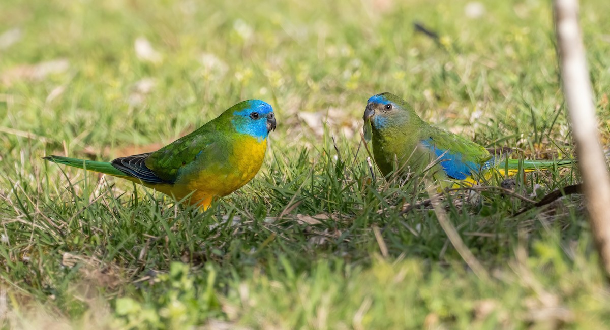 Turquoise Parrot - ML643225224