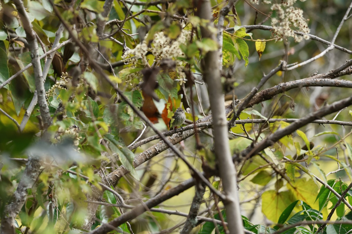 Mouse-gray Flycatcher - ML643225225