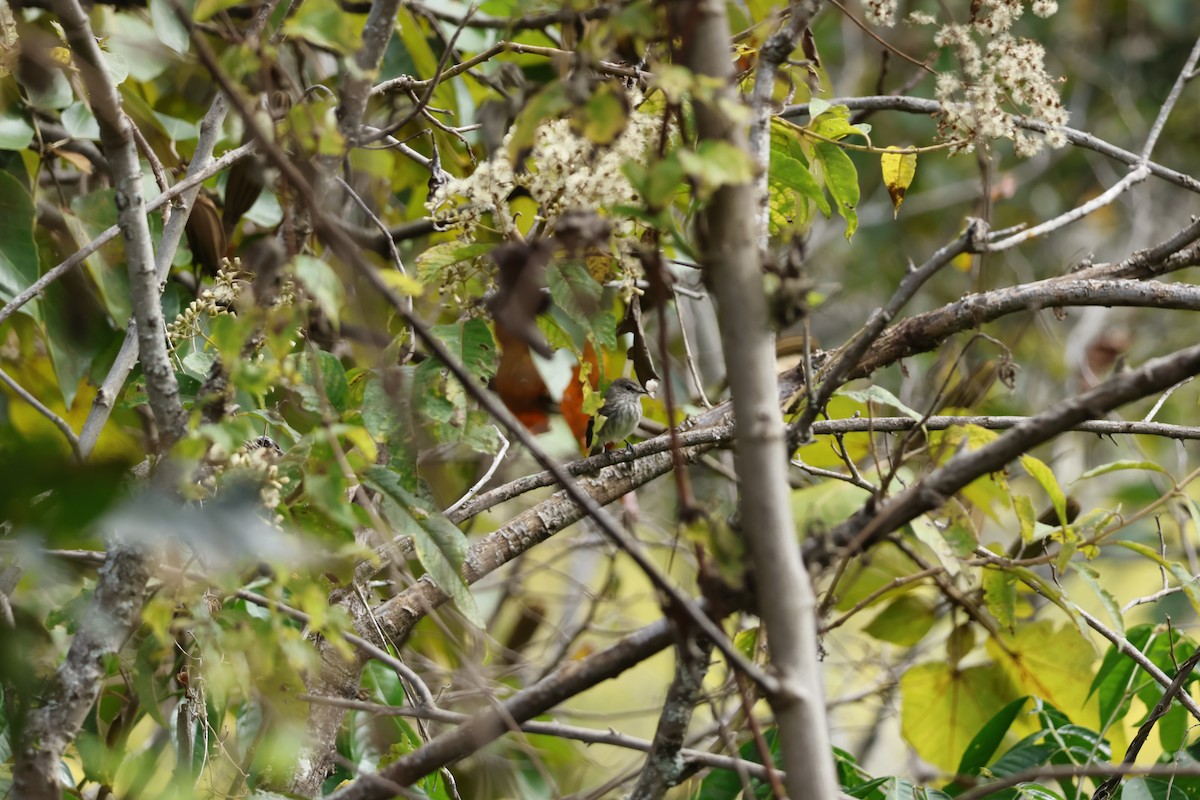 Mouse-gray Flycatcher - ML643225226