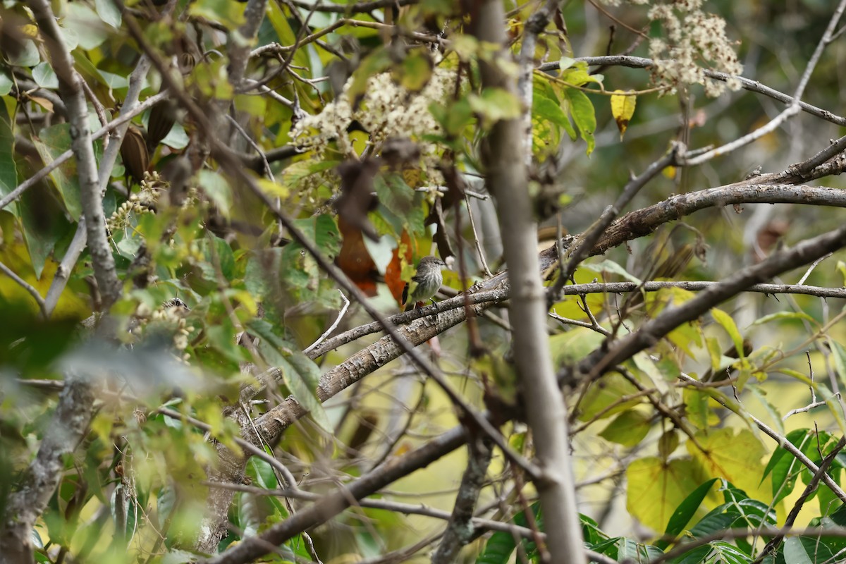 Mouse-gray Flycatcher - ML643225227