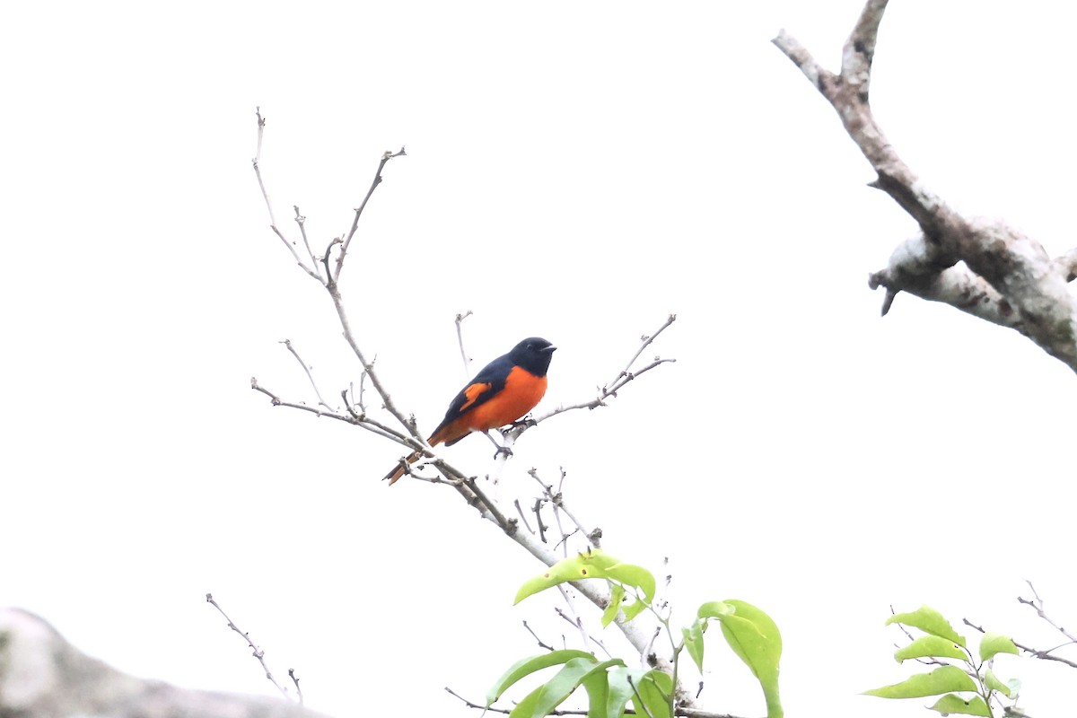 Fiery Minivet - ML643225229