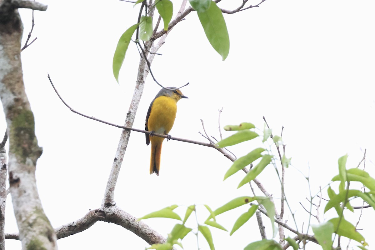 Fiery Minivet - ML643225230