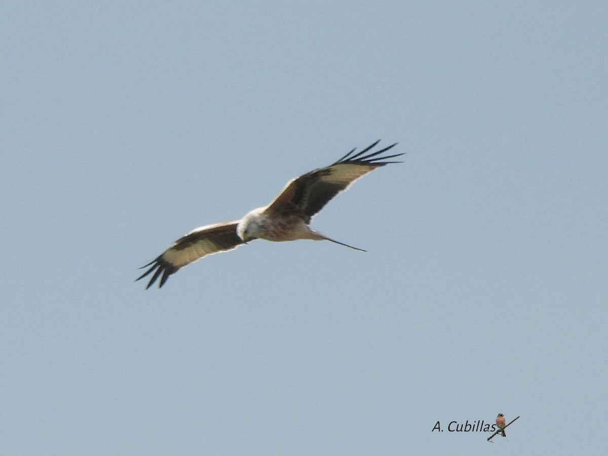 Red Kite - ML643225231