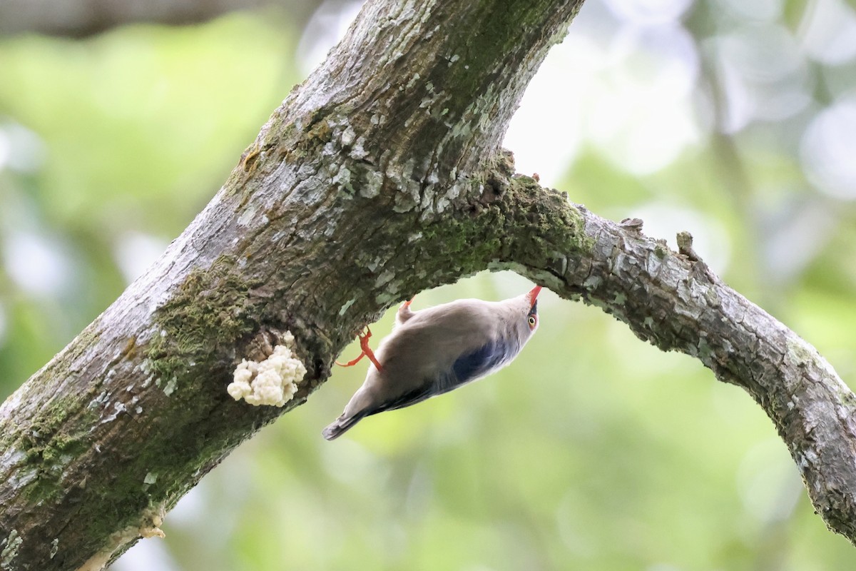 Velvet-fronted Nuthatch - ML643225232