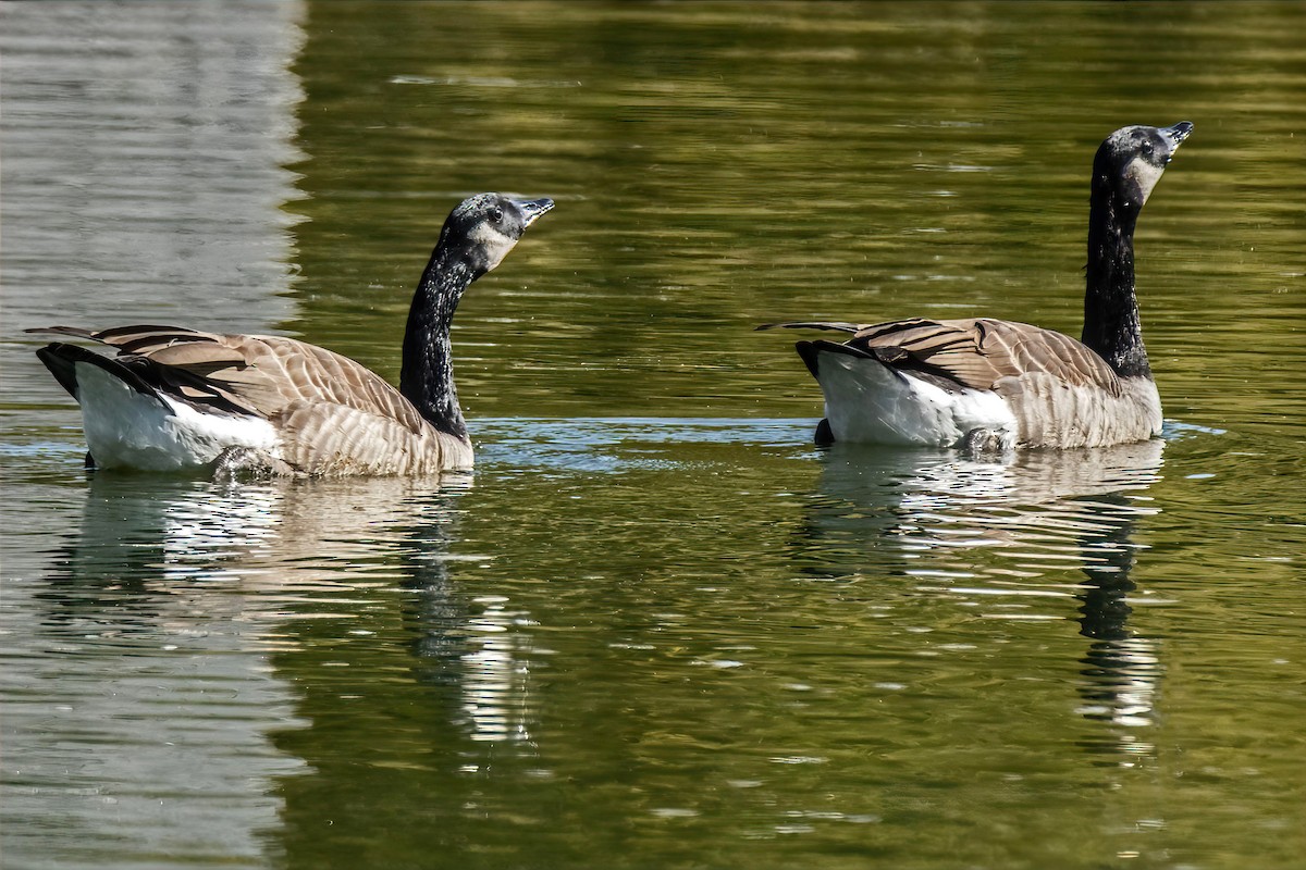 Canada Goose - ML643225233