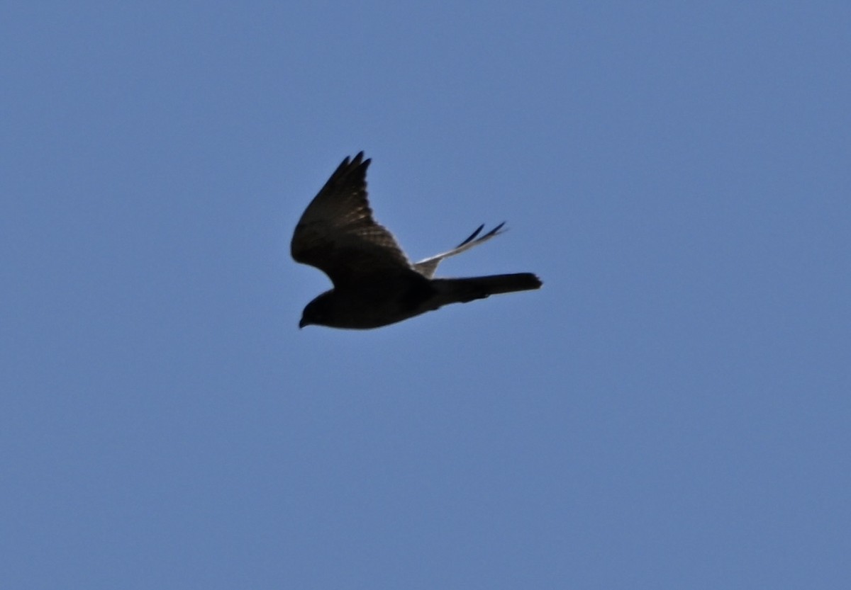 Brown Falcon - ML643225234