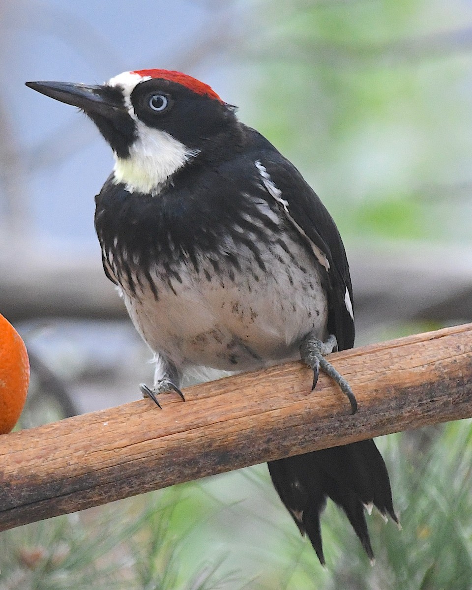 Acorn Woodpecker - ML643225235