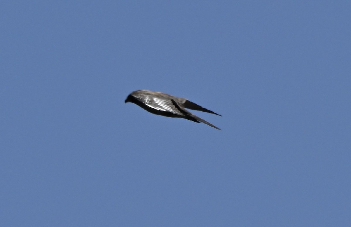 Brown Falcon - ML643225236