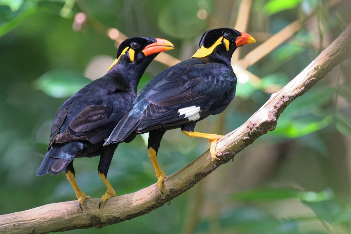 Common Hill Myna - ML643225237