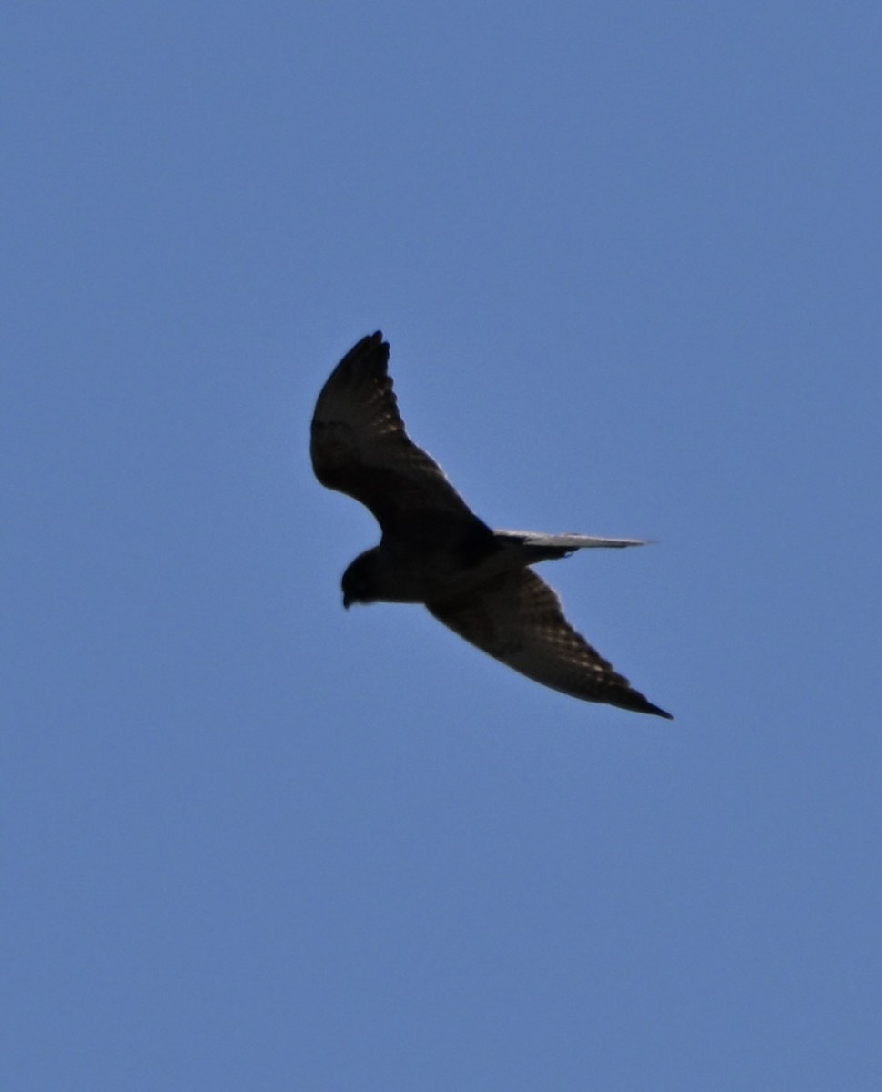 Brown Falcon - ML643225238