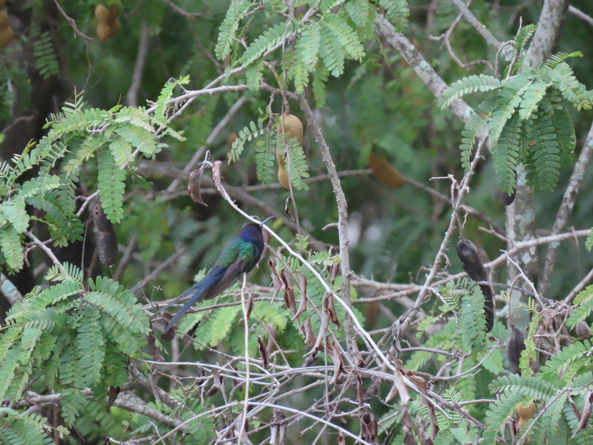 Swallow-tailed Hummingbird - ML643225244