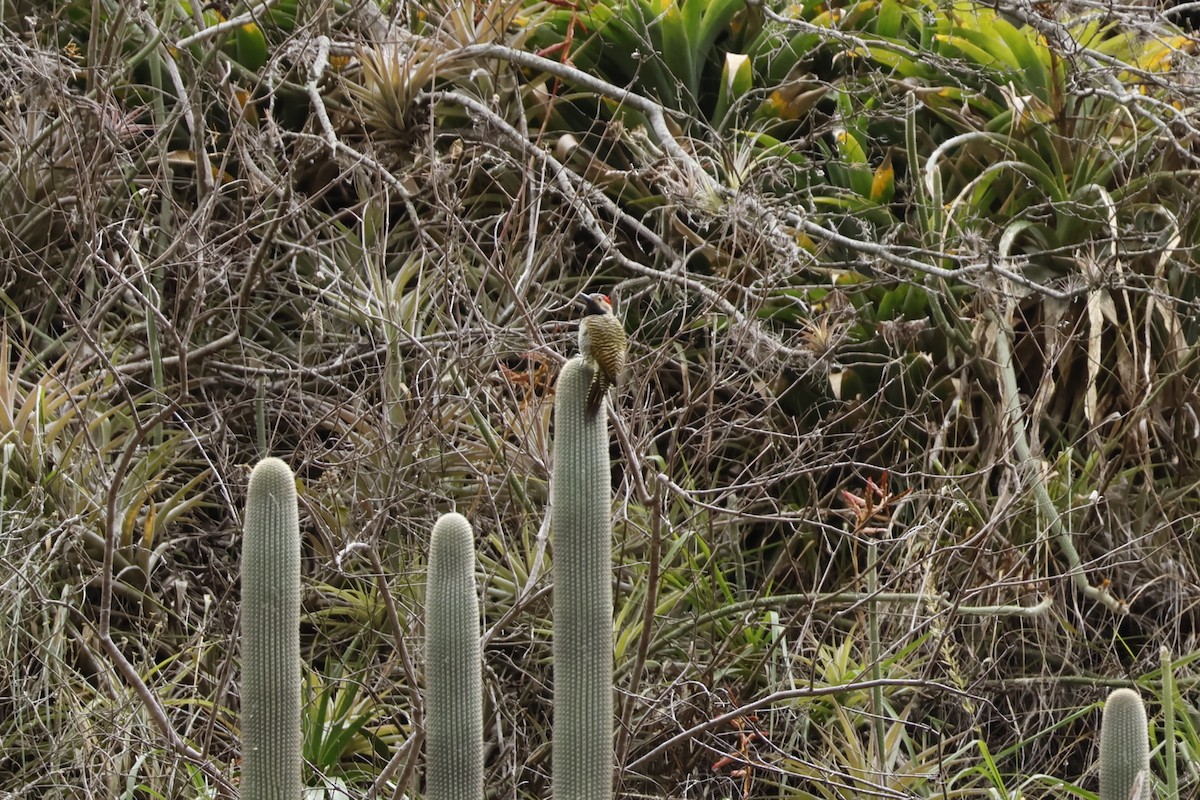 Black-necked Woodpecker - ML643225246