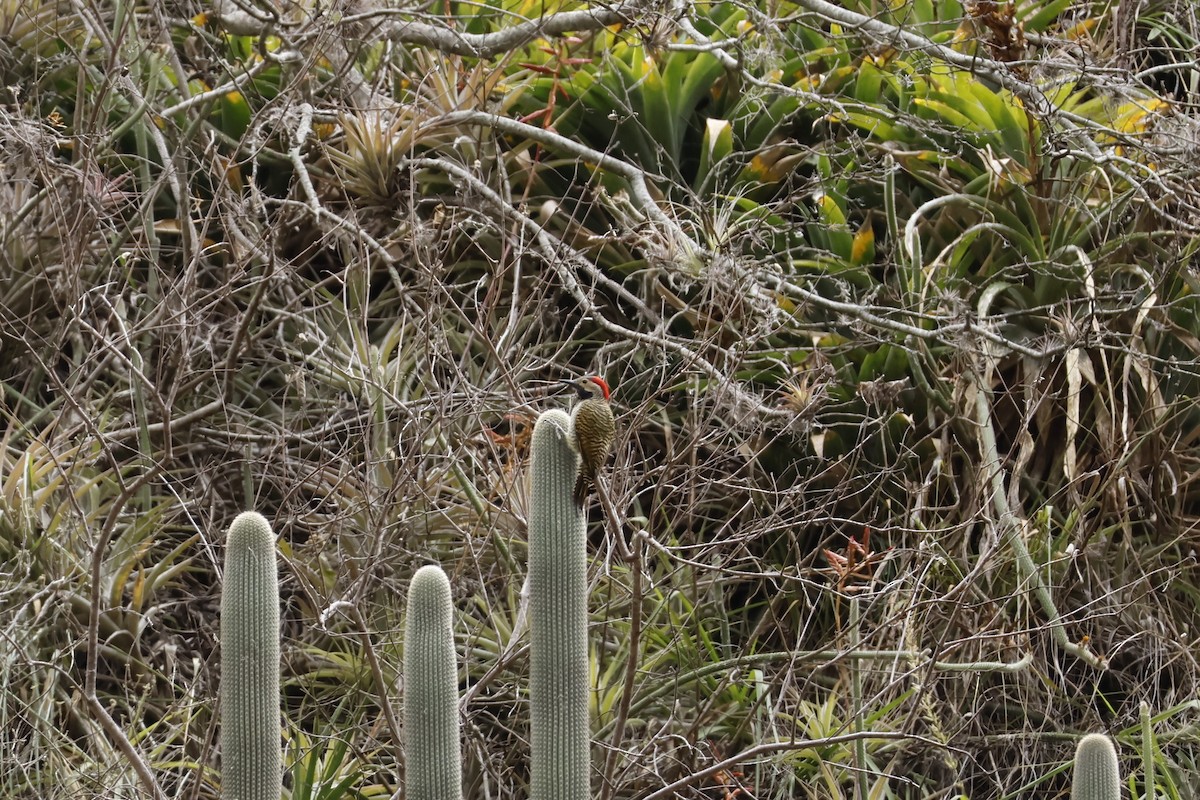 Black-necked Woodpecker - ML643225247