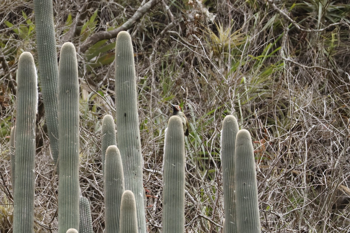 Black-necked Woodpecker - ML643225248