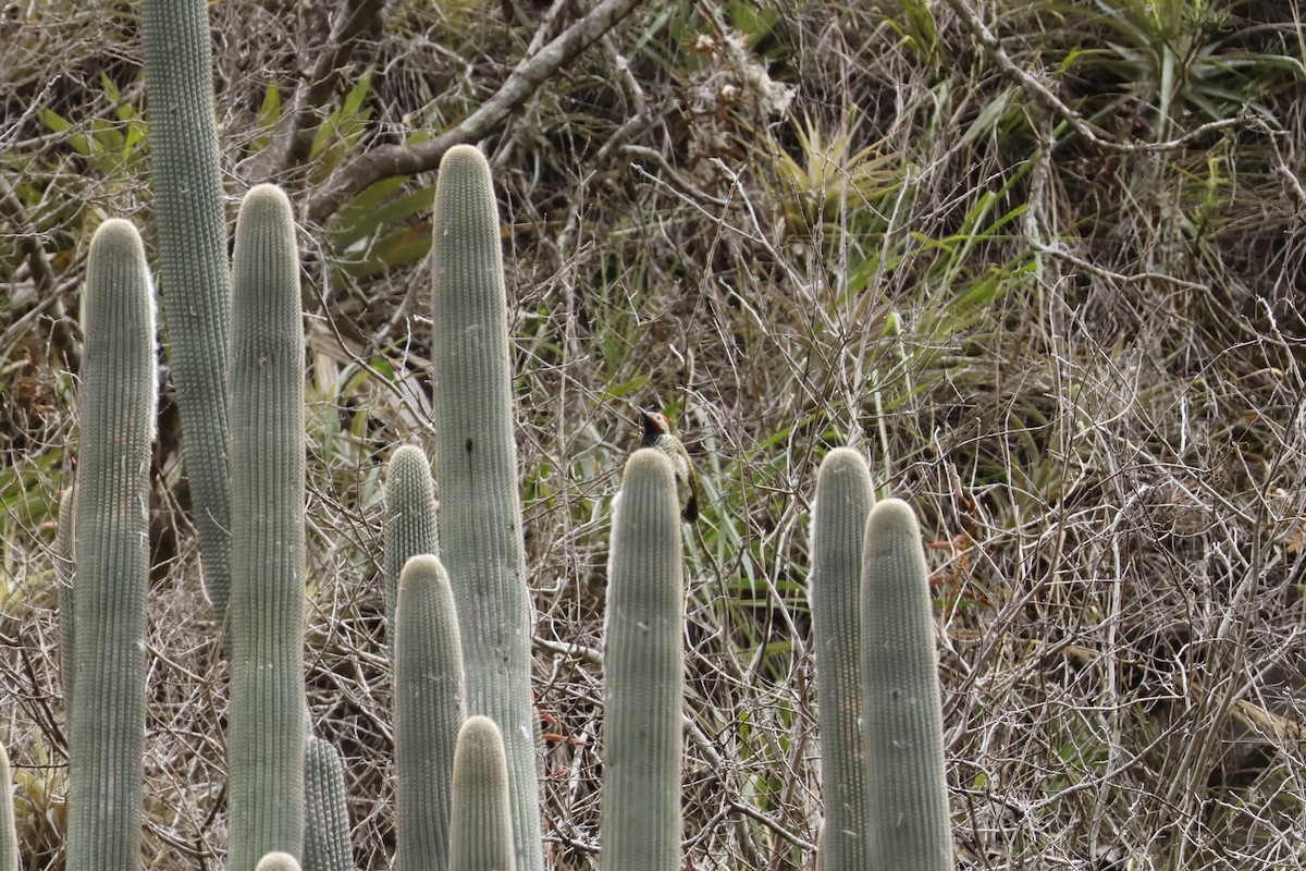 Black-necked Woodpecker - ML643225249