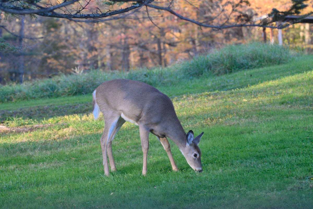 White-tailed Deer - ML643225253