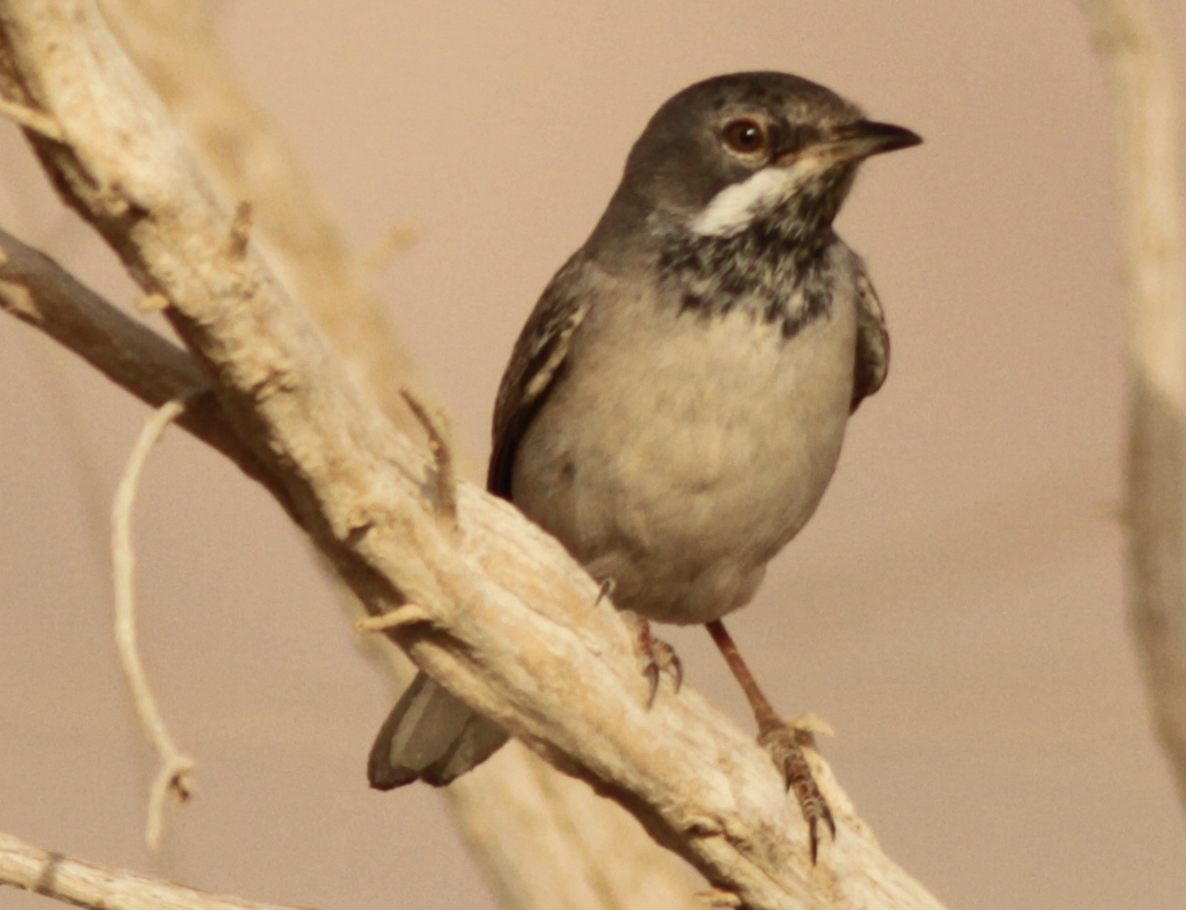 Rüppell's Warbler - ML643225254