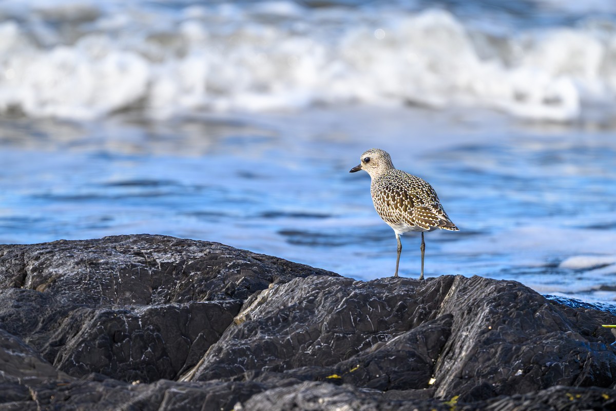 Black-bellied Plover - ML643225255