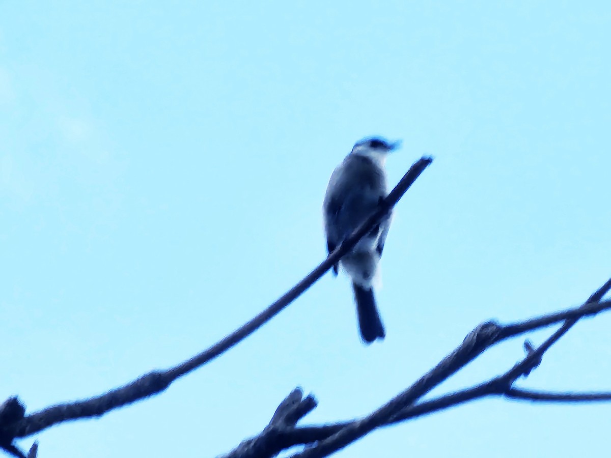 Styan's Bulbul - ML643225256