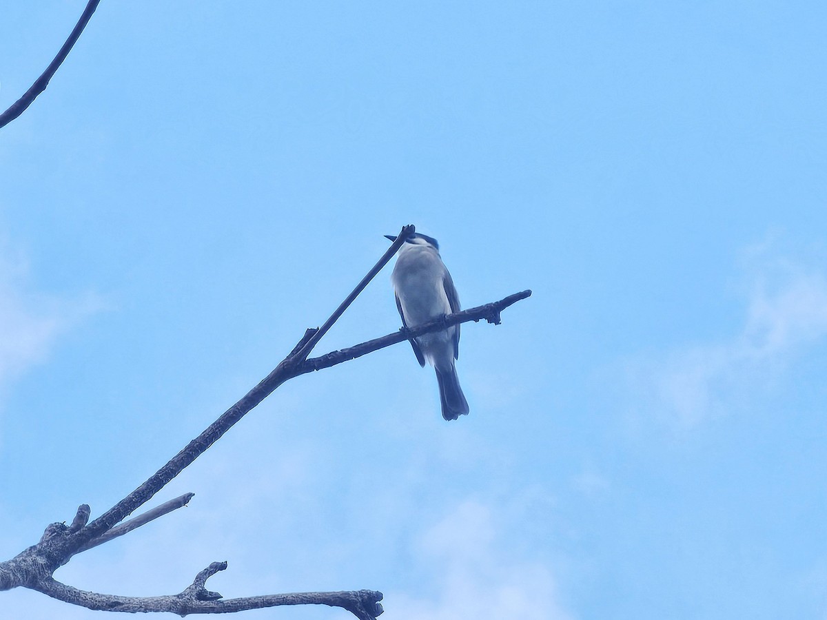 Styan's Bulbul - ML643225257