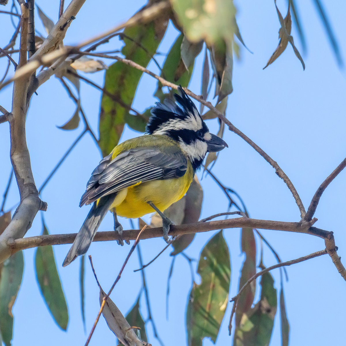Eastern Shrike-tit - ML643225258