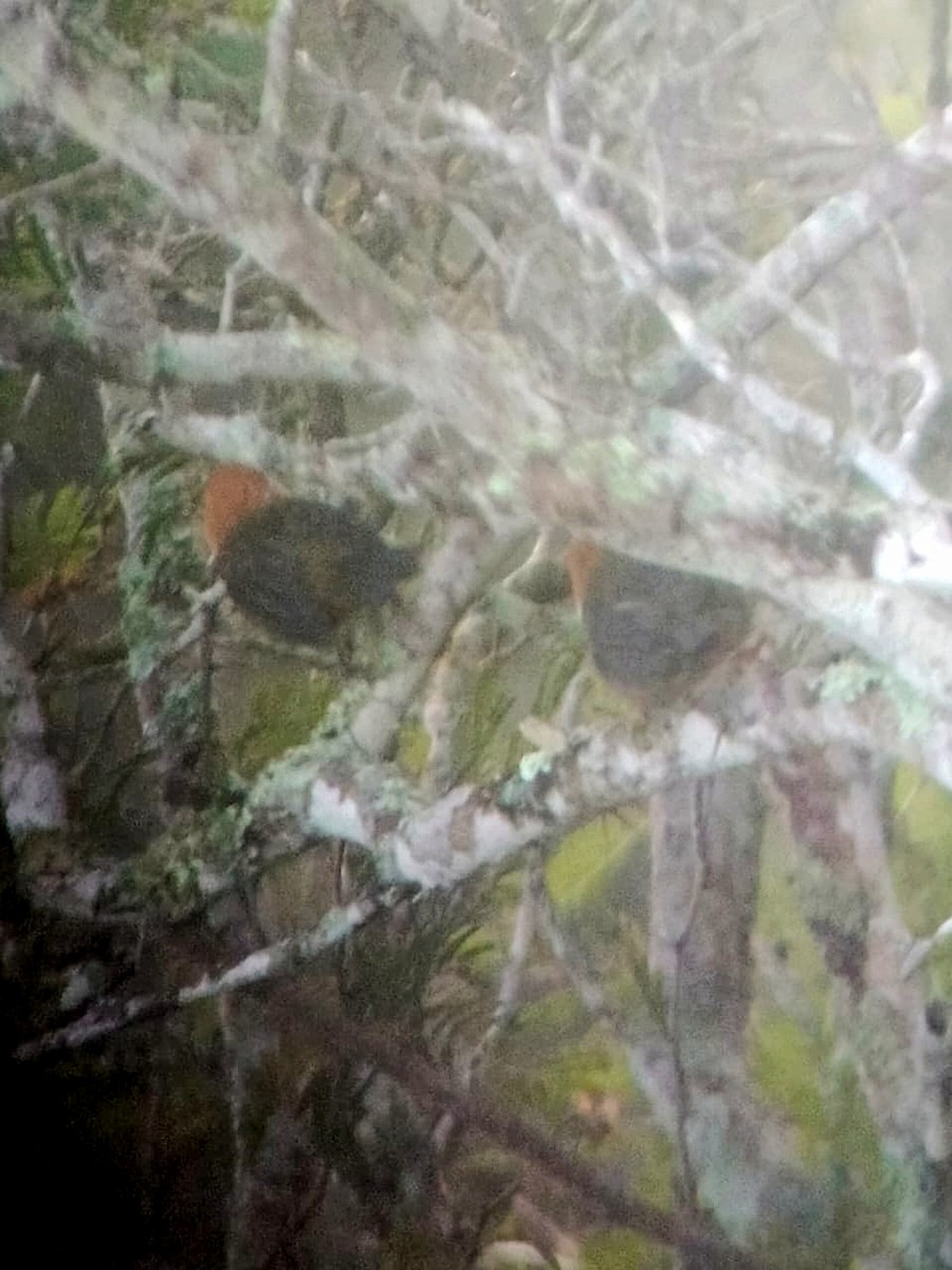 kanelkjerrspurv - ML643225267